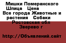 Мишки Померанского Шпица › Цена ­ 60 000 - Все города Животные и растения » Собаки   . Ростовская обл.,Зверево г.